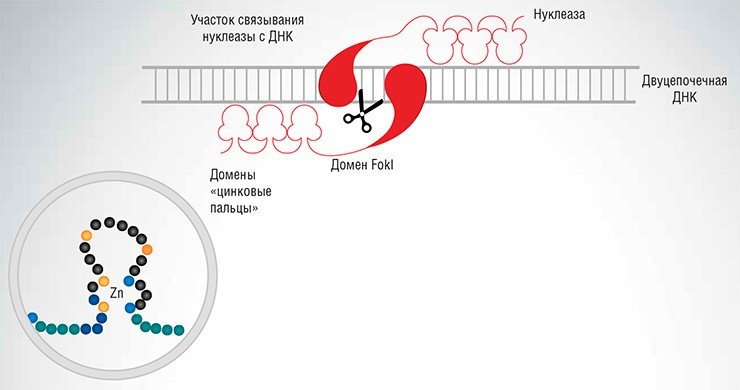 Каждый белковый домен «цинковый палец» zinc-finger нуклеазы связывается с тремя нуклеотидами целевой ДНК. В качестве нуклеазного домена чаще всего используется каталитический домен фермента рестрикции FokI, состоящий из двух субъединиц, поэтому нуклеазы работают парами. Сайты узнавания подобраны таким образом, что расстояние между ними достаточно для димеризации доменов FokI и формирования каталитически активной структруры