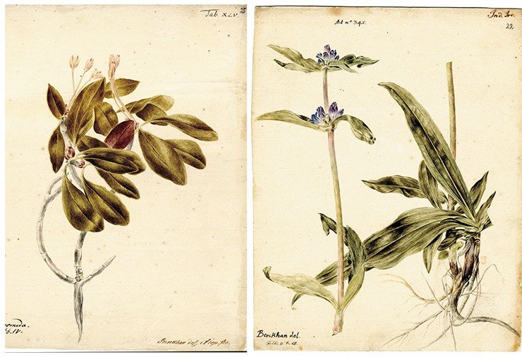 Слева: Andromeda (подбел). Рисунок И. Х. Беркхана к 4-му тому «Flora Sibirica» И. Г. Гмелина (1769). Гмелин указал одно из русских названий этого растения – piana trawa, т.е. пьяная трава. Акварель, карандаш. СПФ АРАН. Р. I. Оп. 105. Д. 22. Л. 25. Справа: Swertia (шверция). Рисунок И. Х. Беркхана к 4-му тому «Flora Sibirica» И. Г. Гмелина (1769). Акварель, карандаш. СПФ АРАН. Р. I. Оп. 105. Д. 22. Л. 22