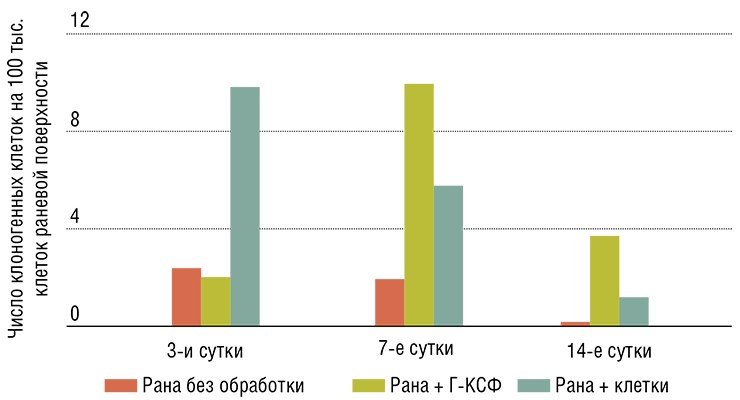 В эксперименте кожные раны у лабораторных животных наиболее быстро заживали при обработке раны непосредственно стволовыми клетками. Заживление ускорялось и при использовании гранулоцитарного колониестимулирующего фактора (Г-КСФ). Благодаря его действию в поврежденной ткани увеличивается число клоногенных клеток – предшественников фибробластов 