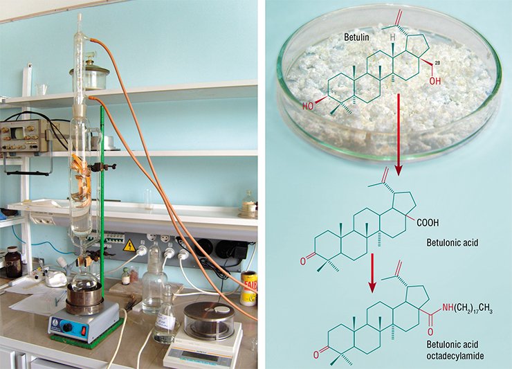 Betulin (right) is a pentacyclic triterpene alcohol, С₃₀Н₅₀О₂; it is obtained from the birch bark as a crystalline powder composed of colorless odorless prisms with a melting temperature of 261 ºC. This very stable compound was isolated in 1778 by T. E. Lovitz, a Russian chemist and follower of M. V. Lomonosov. Many effective drugs, including the Russian remedy for herpes simplex (left, Baltina et al., 2003), have been designed via a targeted chemical transformation of the neighborhood of the carbon atom at position 28 in the betulin molecule Betulin (right) is a pentacyclic triterpene alcohol, С₃₀Н₅₀О₂; it is obtained from the birch bark as a crystalline powder composed of colorless odorless prisms with a melting temperature of 261 ºC. This very stable compound was isolated in 1778 by T. E. Lovitz, a Russian chemist and follower of M. V. Lomonosov. Many effective drugs, including the Russian remedy for herpes simplex (left, Baltina et al., 2003), have been designed via a targeted chemical transformation of the neighborhood of the carbon atom at position 28 in the betulin molecule