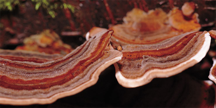 In experiments, aqueous extracts of the fungus Trametes versicolor showed activity against herpes virus type 2, HIV 1, and influenza viruses. © CC BY-SA 2.0/ stanze