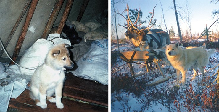 Puppy in the uninhabited half of the chum. The Rychi-Yakha camp. Shepherd reindeer-chasing husky dog Puppy in the uninhabited half of the chum. The Rychi-Yakha camp. Shepherd reindeer-chasing husky dog