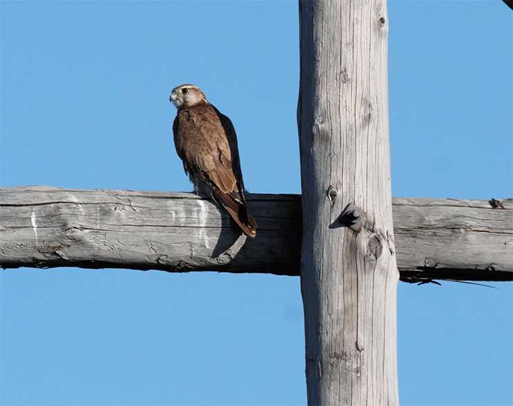 Adult saker falcon (subspecies Falco ch. cherrug)