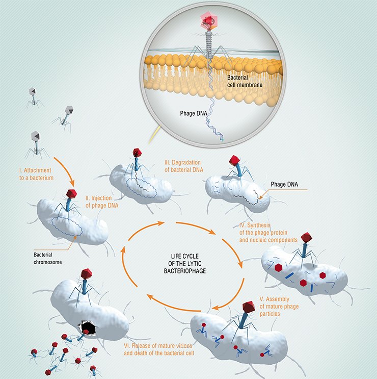 Unlike the temperate bacteriophages, lytic phages kill the bacterial cell immediately on its infection