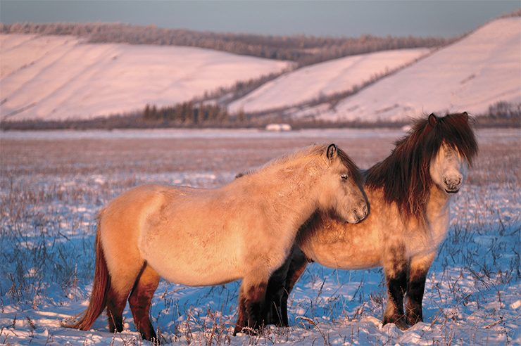 Якутские лошади отличаются зимой огруглыми «формами» благодаря большому количеству запасенного жира. Фото Е. Макарова Якутские лошади отличаются зимой огруглыми «формами» благодаря большому количеству запасенного жира. Фото Е. Макарова