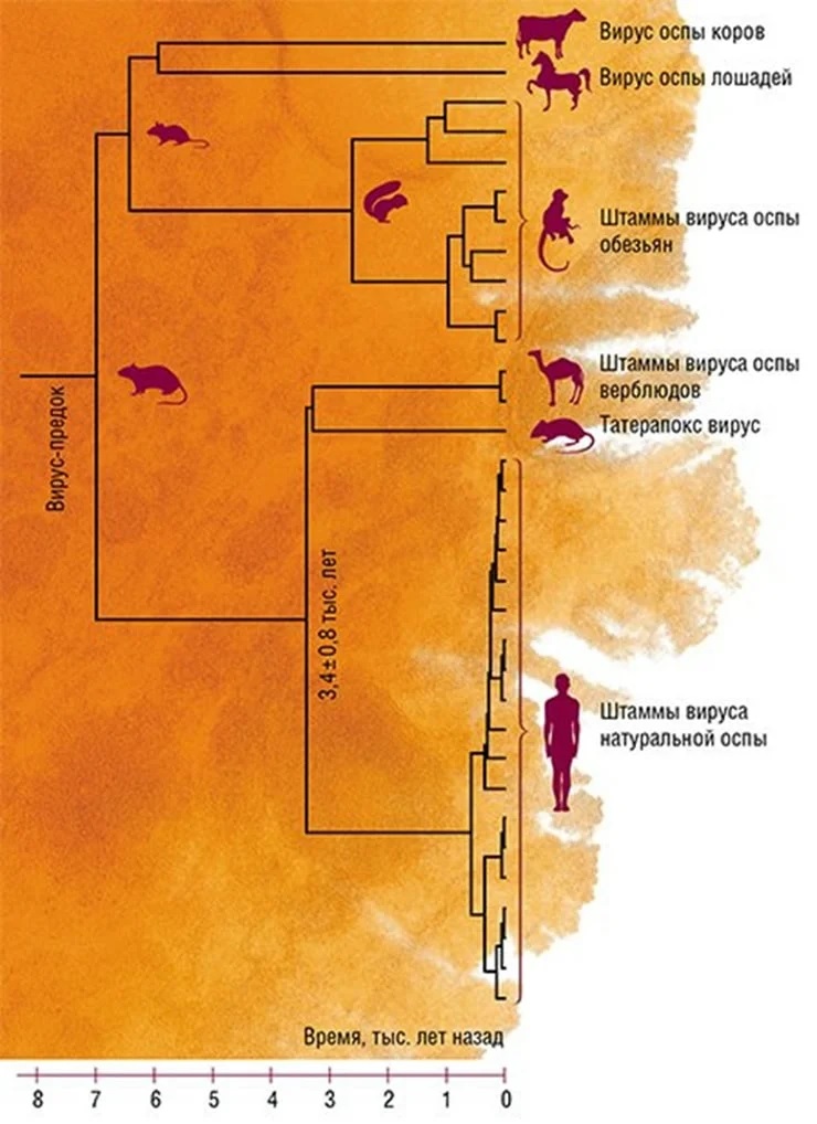 Родословное древо вируса натуральной оспы и других ортопоксвирусов. По: (Бабкин, Щелкунов, 2008) Родословное древо вируса натуральной оспы и других ортопоксвирусов. По: (Бабкин, Щелкунов, 2008)
