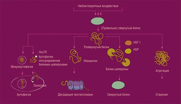 Система протеостаза – одна из «систем контроля качества», функционирующих в клетках. Под действием ряда неблагоприятных факторов, например, окислительного стресса, белки могут потерять свою структуру, сложную свертку белковой молекулы. Такие белки должны быть либо уничтожены – с помощью процесса аутофагии или убиквитин-протеосомной системы, или их структура может быть восстановлена при участии белков-шаперонов. В противном случае они будут формировать агрегаты, накопление которых приводит к нарушениям функционирования клетки и ее старению. Аутофагию подразделяют на микро- и макроаутофагию. Первый тип называет аутофагией, опосредованной шаперонами, когда эти белки участвуют в направлении поврежденного белка в лизосому, клеточную органеллу, содержащую ферменты для расщепления клеточных макромолекул. Макроаутофагия связана с образованием мембранной структуры – аутофагосомы, которая содержит подлежащий уничтожению белок, и, сливаясь с лизосомой, обеспечивает его деградацию. По: (Lopez-Otín et al, 2013) Система протеостаза – одна из «систем контроля качества», функционирующих в клетках. Под действием ряда неблагоприятных факторов, например, окислительного стресса, белки могут потерять свою структуру, сложную свертку белковой молекулы. Такие белки должны быть либо уничтожены – с помощью процесса аутофагии или убиквитин-протеосомной системы, или их структура может быть восстановлена при участии белков-шаперонов. В противном случае они будут формировать агрегаты, накопление которых приводит к нарушениям функционирования клетки и ее старению. Аутофагию подразделяют на микро- и макроаутофагию. Первый тип называет аутофагией, опосредованной шаперонами, когда эти белки участвуют в направлении поврежденного белка в лизосому, клеточную органеллу, содержащую ферменты для расщепления клеточных макромолекул. Макроаутофагия связана с образованием мембранной структуры – аутофагосомы, которая содержит подлежащий уничтожению белок, и, сливаясь с лизосомой, обеспечивает его деградацию. По: (Lopez-Otín et al, 2013)