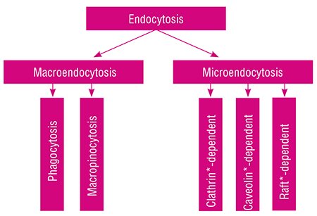 Endocytosis is the uptake of particles by the living cell via folding inward of a part of the plasma membrane with subsequent formation of various vesicles with extracellular substances
