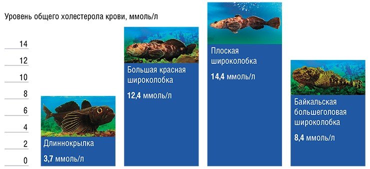 Различия концентраций холестерола крови (вверху) и соотношений его атерогенных и антиатерогенных фракций (внизу) в крови рогатковидных рыб озера Байкал Различия концентраций холестерола крови (вверху) и соотношений его атерогенных и антиатерогенных фракций (внизу) в крови рогатковидных рыб озера Байкал