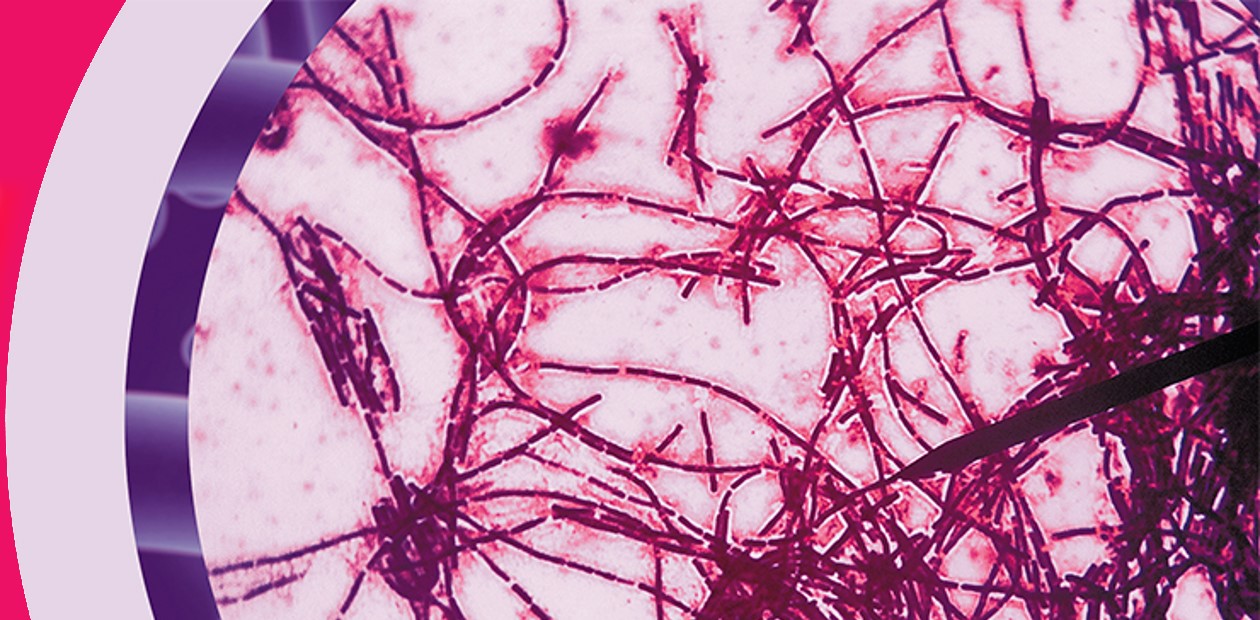 Сенная палочка Bacillus subtillis в последние годы рассматривается как один из самых перспективных пробиотиков, способствующих усилению неспецифического и специфического иммунитета (Савустьяненко, 2016). Фото: felixtsao Сенная палочка Bacillus subtillis в последние годы рассматривается как один из самых перспективных пробиотиков, способствующий усилению неспецифического и специфического иммунитета (Савустьяненко, 2016). Фото felixtsao