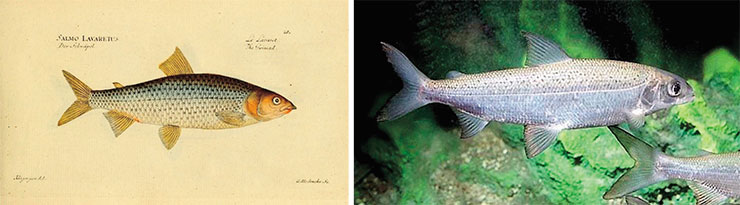 Обыкновенный, или проходной, сиг (Coregonus lavaretus). Рис. из кн. Ichthyologie; ou, Histoire naturelle des poissons… (1796). Public Domain. Справа – современная особь обыкновенного сига. © CC BY-NC-SA 3.0/ Megabook Обыкновенный, или проходной, сиг (Coregonus lavaretus). Рис. из кн. Ichthyologie; ou, Histoire naturelle des poissons… (1796). Public Domain. Справа – современная особь обыкновенного сига. © CC BY-NC-SA 3.0/ Megabook