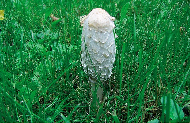 Навозник белый, или лохматый (Coprinus comatus) – вполне съедобный и полезный гриб, из-за своей схожести с «поганками» не пользуется популярностью у отечественных грибников, однако в некоторых европейских странах считается деликатесом. Фото И. Горбуновой Навозник белый, или лохматый (Coprinus comatus) – вполне съедобный и полезный гриб, из-за своей схожести с «поганками» не пользуется популярностью у отечественных грибников, однако в некоторых европейских странах считается деликатесом. Фото И. Горбуновой
