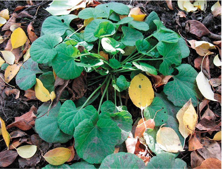 Megadenia bardunovii, an extremely rare plant. Central Siberian Botanical Garden (Novosibirsk). Photo by T. Elisafenko
