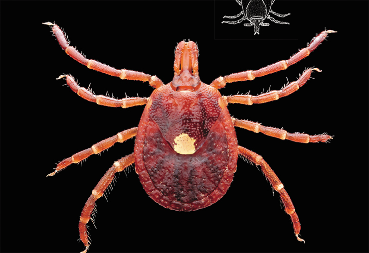 Однозвездный клещ Amblyomma americanum широко распространен в юго-восточной части США. Этот клещ известен как переносчик нескольких видов эрлихий, возбудителя туляремии и недавно открытых вирусов Heartland и Bourbon. Public Domain Однозвездный клещ Amblyomma americanum широко распространен в юго-восточной части США. Этот клещ известен как переносчик нескольких видов эрлихий, возбудителя туляремии и недавно открытых вирусов Heartland и Bourbon. Public Domain