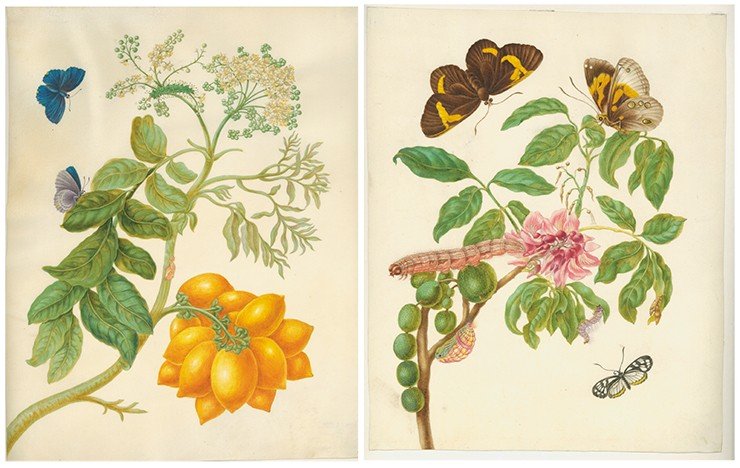 Слева – бабочка энзеласия (Enselasia arbas) на желтой сливе момбин (Spondias mombin). 1700–1702 гг. Пергамен, акварель, кроющие краски. Оригинальный рисунок к гравюре в кн. «Metamorphosis insectorum surinamensium» (1705). СПФ АРАН. Р. IX. Оп. 8. Д. 31. Справа – ветка софоры (р. Sophora), булавоусая софоровая бабочка (Brassolis sophorae) и стеклянница эгла (Leucothyris eagle). 1700–1702. Пергамен, акварель, кроющие краски. СПФ АРАН. Р. IX. Оп. 8. Д. 28