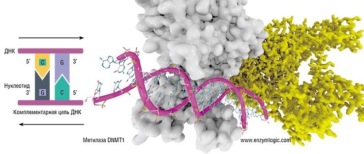 CpG-динуклеотид относится к палиндромным последовательностям: он читается одинаково в обоих направлениях по комплементарным цепям ДНК. Одиночная нить ДНК представляет собой полимер – «бусы», состоящие из 4-х видов бусинок-нуклеотидов: аденина (A), тимина (T), гуанина (G) и цитозина (C). Две нити ДНК удерживаются вместе за счет взаимодействий между парами нуклеотидов, подходящих друг другу, как ключ к замку: A – к T, G – к C. Метилцитозинов, таким образом, в CpG-динуклеотиде два, и после репликации (удвоения) ДНК в процессе деления клетки «новый» нужно опять метилировать. Этим занимается метилаза DNMT1 CpG-динуклеотид относится к палиндромным последовательностям: он читается одинаково в обоих направлениях по комплементарным цепям ДНК. Одиночная нить ДНК представляет собой полимер – «бусы», состоящие из 4-х видов бусинок-нуклеотидов: аденина (A), тимина (T), гуанина (G) и цитозина (C). Две нити ДНК удерживаются вместе за счет взаимодействий между парами нуклеотидов, подходящих друг другу, как ключ к замку: A – к T, G – к C. Метилцитозинов, таким образом, в CpG-динуклеотиде два, и после репликации (удвоения) ДНК в процессе деления клетки «новый» нужно опять метилировать. Этим занимается метилаза DNMT1