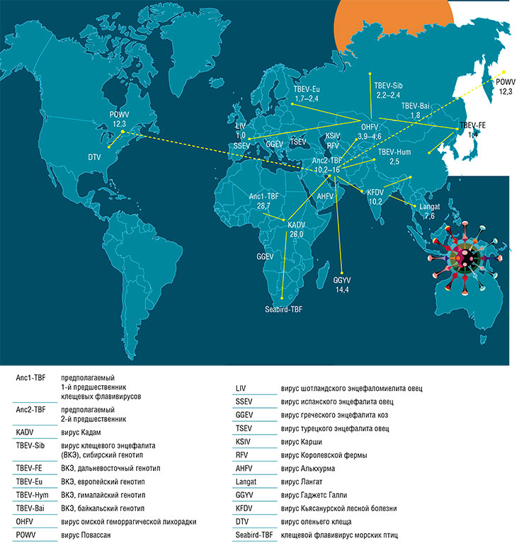 Вероятные пути распространения по планете флавивирусов – возбудителей клещевых инфекций, включая эпидемиологически значимые для РФ вирусы клещевого энцефалита, и примерное время их образования (цифры, тыс. лет назад). Для оценки времени расхождения (дивергенции) разных видов использовался метод молекулярных часов. По: (Локтев, 2021) Вероятные пути распространения по планете флавивирусов – возбудителей клещевых инфекций, включая эпидемиологически значимые для РФ вирусы клещевого энцефалита, и примерное время их образования (цифры, тыс. лет назад). Для оценки времени расхождения (дивергенции) разных видов использовался метод молекулярных часов. По: (Локтев, 2021)