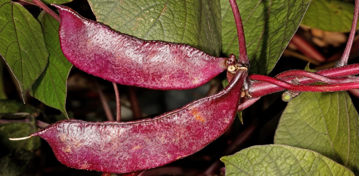 Стручки Lablab purpureus. Ботанический сад Стелленбосского университета, ЮАР. © CC BY-SA 4.0/ SAplants Стручки Lablab purpureus. Ботанический сад Стелленбосского университета, ЮАР. © CC BY-SA 4.0/ SAplants