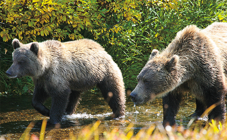 Russia’s biggest bears live on the Kamchatka Peninsular. Young bears are closely observed by their strict mothers, who are always on the alert Russia’s biggest bears live on the Kamchatka Peninsular. Young bears are closely observed by their strict mothers, who are always on the alert