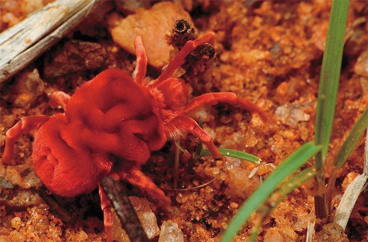 Widespread predatory red velvet mites (of the genus Trombidium) can reach half a centimeter in length and stand out in their bright orange–red color and unusual body cover. Their tiny larvae (0.12 – 0.5 mm long) parasitize vertebrates; however, instead of blood, they suck intercellular fluid released when the skin is damaged. © Shyamal Widespread predatory red velvet mites (of the genus Trombidium) can reach half a centimeter in length and stand out in their bright orange–red color and unusual body cover. Their tiny larvae (0.12 – 0.5 mm long) parasitize vertebrates; however, instead of blood, they suck intercellular fluid released when the skin is damaged. © Shyamal