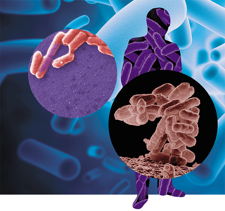 Escherichia coli – is one of the best-known inhabitants of the lower segments of the intestines of warmblooded animals. Most of E. coli strains are harmless. In the intestines, this bacterium synthesizes vitamin K and prevents the development of pathogenic microorganisms. Photo CDC/Janice Haney Carr (upper left); NIAID/E. Erbe (right)
