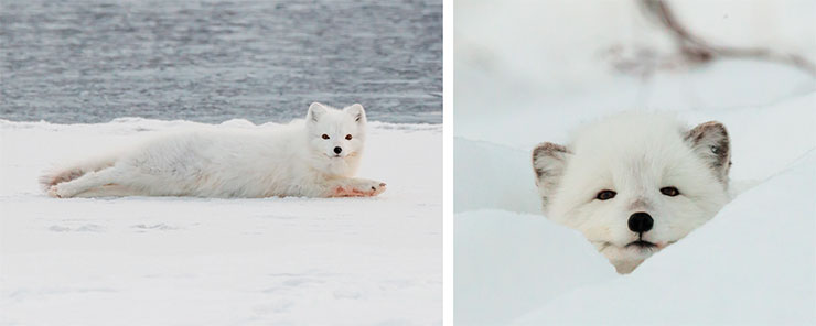 Численность песца (Vulpes lagopus), которого еще называют полярной лисой, значительно меняется по годам. Пики численности обычно случаются каждые 3–4 года, что связывают с динамикой популяций основного кормового объекта песца – полевок, в первую очередь полевки Миддендорфа. Фото Д. Болдырева Численность песца (Vulpes lagopus), которого еще называют полярной лисой, значительно меняется по годам. Пики численности обычно случаются каждые 3–4 года, что связывают с динамикой популяций основного кормового объекта песца – полевок, в первую очередь полевки Миддендорфа. Фото Д. Болдырева