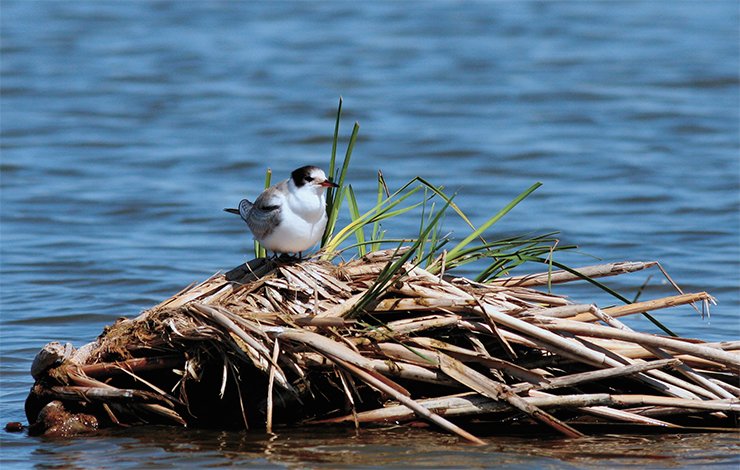 Речная крачка (Sterna hirundo) после летней линьки, оз.Чаны 