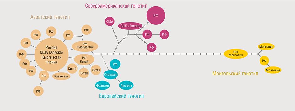 Для построения генотипической структуры альвеолярного эхинококка использовались нуклеотидные последовательности трех генов митохондриальной ДНК. В результате было выделено четыре разных генотипа (Nakao et al., 2009). Дальнейшие генетические исследования позволили уточнить пространственное распределение генотипов, в результате чего была построена схема сети гаплотипов &ndash; уникальных наследуемых наборов аллелей исследуемых генетических локусов (вверху). Величина кружка на этом &laquo;родословном древе&raquo; отражает число образцов определенного гаплотипа; точки &ndash; гипотетические, пока не обнаруженные гаплотипы. По: (Konyaev et al., 2013)