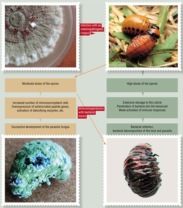 Development of “classical” mycosis in Colorado potato beetle larvae infected with an entomopathogenic fungi requires moderate doses of fungal spores. With excessively high doses of the infection, the scenario of fungal infection changes due to the strong suppression of the host’s immune responses and the subsequent rapid development of its symbiotic bacteria. A similar result is achieved when adding immunosuppressants to the usual doses of fungal spores Development of “classical” mycosis in Colorado potato beetle larvae infected with an entomopathogenic fungi requires moderate doses of fungal spores. With excessively high doses of the infection, the scenario of fungal infection changes due to the strong suppression of the host’s immune responses and the subsequent rapid development of its symbiotic bacteria. A similar result is achieved when adding immunosuppressants to the usual doses of fungal spores