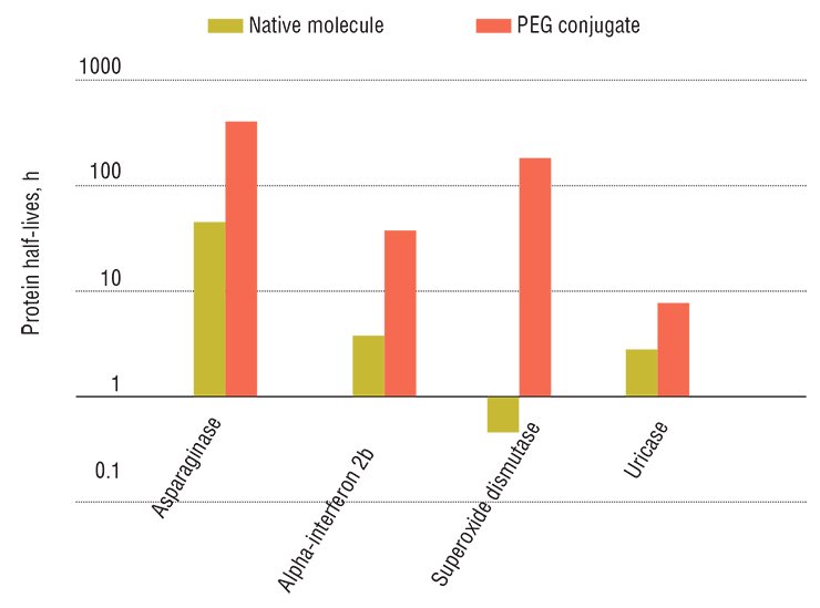 Immobilization of protein preparations on a carrier, polyethylene glycol (PEG), not only increases bioaccessibility of the drug owing to hydrophilicity of produced nanoparticles, but also considerably extends their lifespan in the body by protecting the active substance from the immune system. Left, preparations modified by chemical PEGylation technology