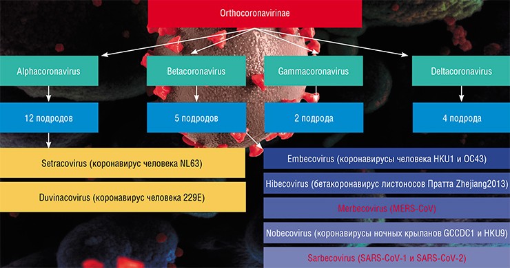 Структура семейства Coronaviridae. По: (Нетесов, 2020) 