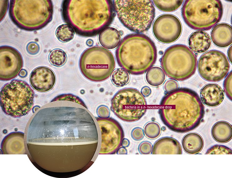 Substances-surfactants which carbohydrate oxygenizing bacteria р. Rhodococcus evolve helps to decrease apparent cohesion and makes it easier for them to penetrate into the carbohydrate drops. The drops themselves break down forming finely dispersed emulsion. After four days of bacteria fermentation in the medium with hexadecane, their biomass grew to 4,8•108 cells/ml (at the top). Light microscopy