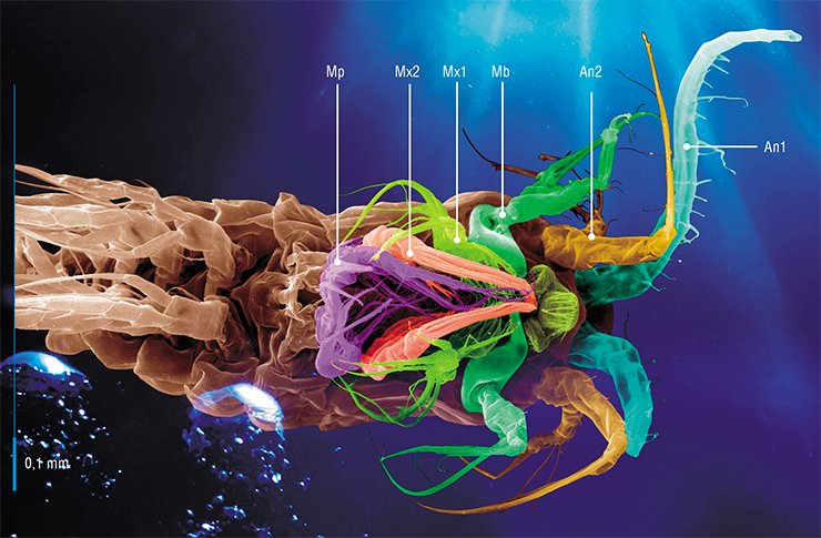Epishura baicalensis. The colors indicate different groups of mouthparts: An1 – first antennas; An2 – second antennas; Mb – mandibles; Mx1 – first maxillae; Mx2 – second maxillae; Mp – maxillipede. Scanning electron microscopy Epishura baicalensis. The colors indicate different groups of mouthparts: An1 – first antennas; An2 – second antennas; Mb – mandibles; Mx1 – first maxillae; Mx2 – second maxillae; Mp – maxillipede. Scanning electron microscopy