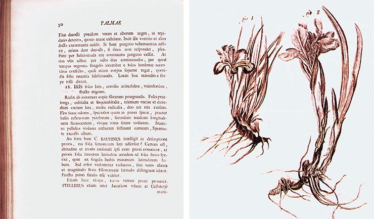 Ирис. Из книги: И. Г. Гмелин. Флора Сибири