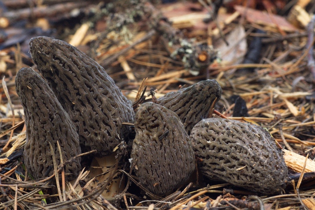 Сморчок буйный (Morchella exuberans) – вид, приуроченный к свежим горельникам. Этот сморчок несколько массивнее наших «обычных» весенних сморчков, которые вырастают весной в лиственных и смешанных лесах. Плодоносит обычно позже, в июне – начале июля, на следующий год после низовых пожаров. Фото Т. Бульонковой Сморчок буйный (Morchella exuberans) – вид, приуроченный к свежим горельникам. Этот сморчок несколько массивнее наших «обычных» весенних сморчков, которые вырастают весной в лиственных и смешанных лесах. Плодоносит обычно позже, в июне – начале июля, на следующий год после низовых пожаров. Фото Т. Бульонковой