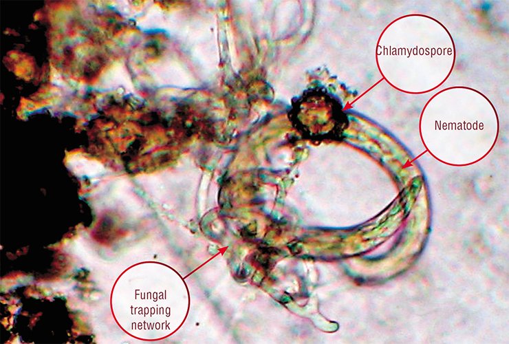 This predatory fungus, Duddingtonia flagrans, succeeded in trapping a nematode parasitizing agricultural and wild animals: sheep, horse, and red deer This predatory fungus, Duddingtonia flagrans, succeeded in trapping a nematode parasitizing agricultural and wild animals: sheep, horse, and red deer