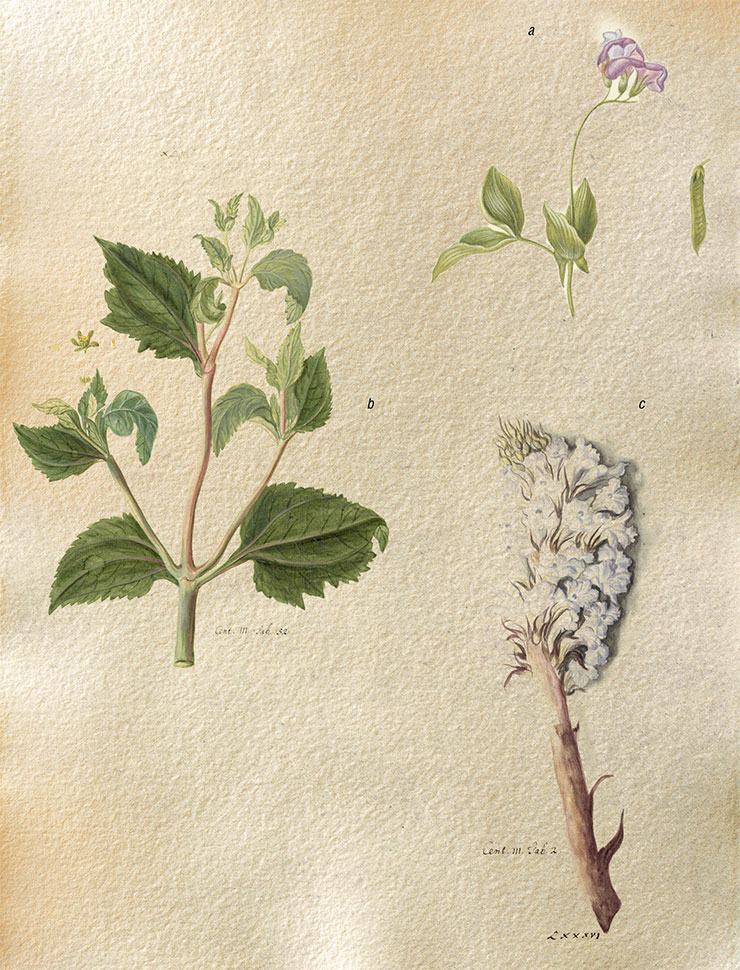 Drawings made for J. Ch. Buxbaum’s book Centuria... III (1724–1728). Unknown artist. Watercolor, pencil, whitewash. Attribution by A. K. Sytin: a – upper part of a shoot of Lathyrus laxiflorus, a flowering plant in the legume family, and a drawing of the legume. St. Petersburg Branch, Archives of the Russian Academy of Sciences. Register I. Description 19. Case 4. Sheet 262.21. b – vegetative shoot of Sigesbeckia orientalis with images of an inflorescence and a dissected flower. St. Petersburg Branch, Archives of the Russian Academy of Sciences. Register I. Description 19. Case 4. Sheet 287. c – upper part of a shoot of the broomrape Orobanche crenata. St. Petersburg Branch, Archives of the Russian Academy of Sciences. Register I. Description 19. Case 4. Sheet 232.19 Drawings made for J. Ch. Buxbaum’s book Centuria... III (1724–1728). Unknown artist. Watercolor, pencil, whitewash. Attribution by A. K. Sytin: a – upper part of a shoot of Lathyrus laxiflorus, a flowering plant in the legume family, and a drawing of the legume. St. Petersburg Branch, Archives of the Russian Academy of Sciences. Register I. Description 19. Case 4. Sheet 262.21. b – vegetative shoot of Sigesbeckia orientalis with images of an inflorescence and a dissected flower. St. Petersburg Branch, Archives of the Russian Academy of Sciences. Register I. Description 19. Case 4. Sheet 287. c – upper part of a shoot of the broomrape Orobanche crenata. St. Petersburg Branch, Archives of the Russian Academy of Sciences. Register I. Description 19. Case 4. Sheet 232.19
