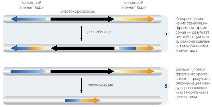 Мобильные элементы могут обмениваться друг с другом гомологичными участками в процессе рекомбинации. В зависимости от их ориентации они могут разворачивать (а) или терять (б) фрагменты хозяйской ДНК, расположенные между ними Мобильные элементы могут обмениваться друг с другом гомологичными участками в процессе рекомбинации. В зависимости от их ориентации они могут разворачивать (а) или терять (б) фрагменты хозяйской ДНК, расположенные между ними