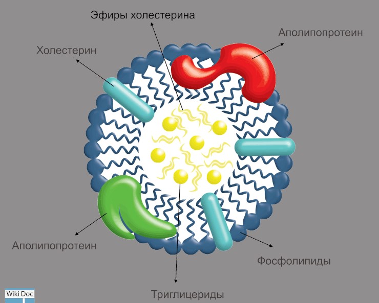 Структура липопротеинов высокой плотности (ЛПВП) Структура липопротеинов высокой плотности (ЛПВП)