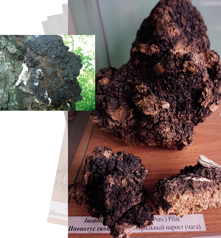 Chaga, sterile growths formed by the wood-decaying fungus Inonotus obliquus, resemble lumps of coal. The presence of these dark masses on a tree is a sure sign that it is weakened and will soon die. After the host tree dies, the fungus forms its sexual phase – the true spore-bearing fruitbodies that look like dark, finely porous crust – and dies off, too. Right – chaga specimen in the Siberian Botanical Museum of the CSBG SB RAS (Novosibirsk). Photo: E. Korolyuk Chaga, sterile growths formed by the wood-decaying fungus Inonotus obliquus, resemble lumps of coal. The presence of these dark masses on a tree is a sure sign that it is weakened and will soon die. After the host tree dies, the fungus forms its sexual phase – the true spore-bearing fruitbodies that look like dark, finely porous crust – and dies off, too. Right – chaga specimen in the Siberian Botanical Museum of the CSBG SB RAS (Novosibirsk). Photo: E. Korolyuk
