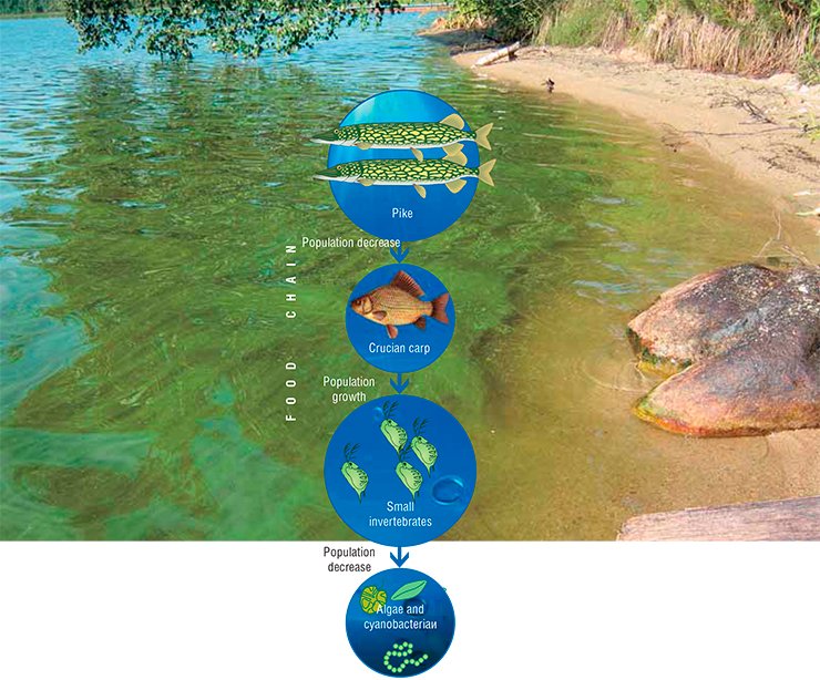 Explosively propagating cyanobacteria, better known as blue-green algae, paint blue-green the “blooming” water of the Kotokel’ Lake. Photo by the courtesy of E. Sorokovikova (Limnological Institute, Siberian Branch, Russian Academy of Sciences, Irkutsk). Manipulating trophic chains in aquatic ecosystems, it is possible to decrease the phytoplankton biomass when a water body starts “blooming”. To attain the effect of a trophic cascade, it is sufficient to increase the population of predators crowning the trophic pyramid. In particular, introduction of the pike into the Bugach Reservoir halved the crucian carp population and eventually arrested the growth of blue-green algae of the genus Microcystis. This allowed for an intensive propagation of the peridinium algae, capable of synthesizing long-chain PUFAs. According to: (Gladyshev et al., 2003, 2004)