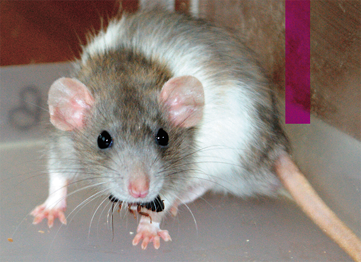 Серая крыса (Rattus norvegicus) поедает свою добычу живьем. Фото автора Серая крыса (Rattus norvegicus) поедает свою добычу живьем. Фото автора