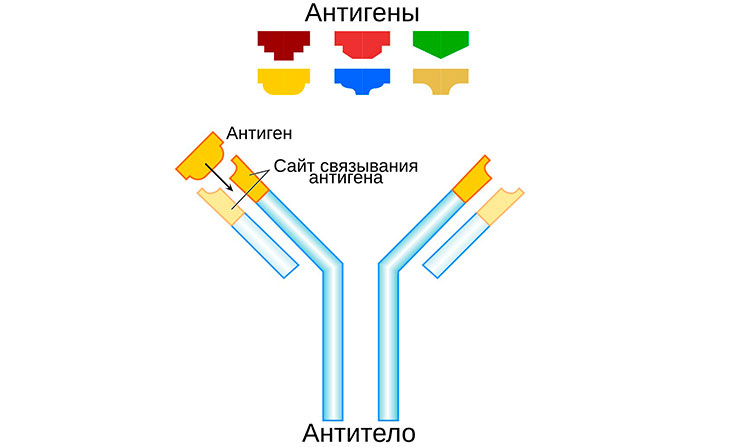 Схема специфического взаимодействия антитела с антигеном. © CC0 1.0