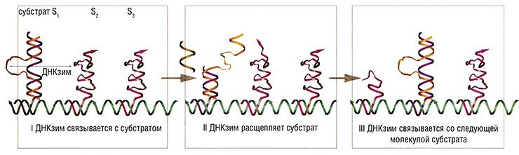 Топливом для «шагающего» наномотора на основе ДНКзима «10-23» также служит РНК-субстрат, ряд молекул которого (S₁, S₂, S₃, …Sn) зафиксирован на определенном расстоянии друг от друга на общей матрице. Связавшись с одной из молекул субстрата, ДНКзим расщепляет его по определенному участку. Часть разрушенной молекулы субстрата освобождается, что позволяет ДНКзиму «переползти» на новую близлежащюю молекулу субстрата. Последнюю ждет та же участь, но результат налицо – направленное перемещение совершено. По: (Tian, He, Chen et al., 2005) Топливом для «шагающего» наномотора на основе ДНКзима «10-23» также служит РНК-субстрат, ряд молекул которого (S₁, S₂, S₃, …Sn) зафиксирован на определенном расстоянии друг от друга на общей матрице. Связавшись с одной из молекул субстрата, ДНКзим расщепляет его по определенному участку. Часть разрушенной молекулы субстрата освобождается, что позволяет ДНКзиму «переползти» на новую близлежащюю молекулу субстрата. Последнюю ждет та же участь, но результат налицо – направленное перемещение совершено. По: (Tian, He, Chen et al., 2005)