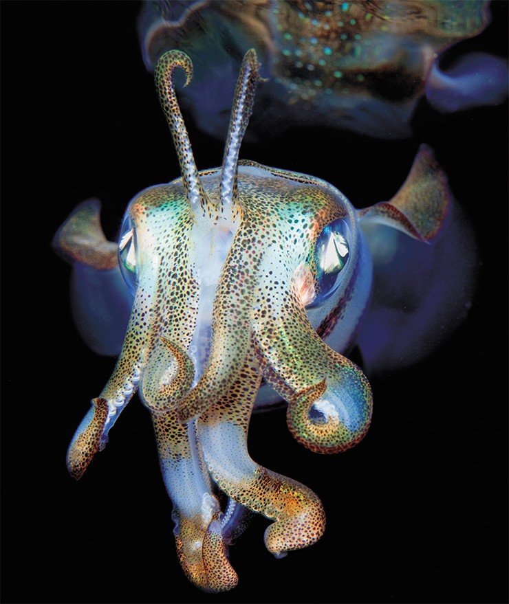 Каракатицевидный, или рифовый кальмар (Sepioteuthis lessoniana) – компанейское животное: чаще всего он встречается в группах из 2—10 особей. Днем приблизиться к ним практически невозможно. Зато ночью, когда кальмары выходят охотиться на мелководье, их можно привлечь скоплениями мельчайших морских обитателей, собирающихся на свет фонаря. Вверху – Дахаб (Египет), 2010 г. Внизу – Лембех (Индонезия, Северное Сулавеси), 2009 г.