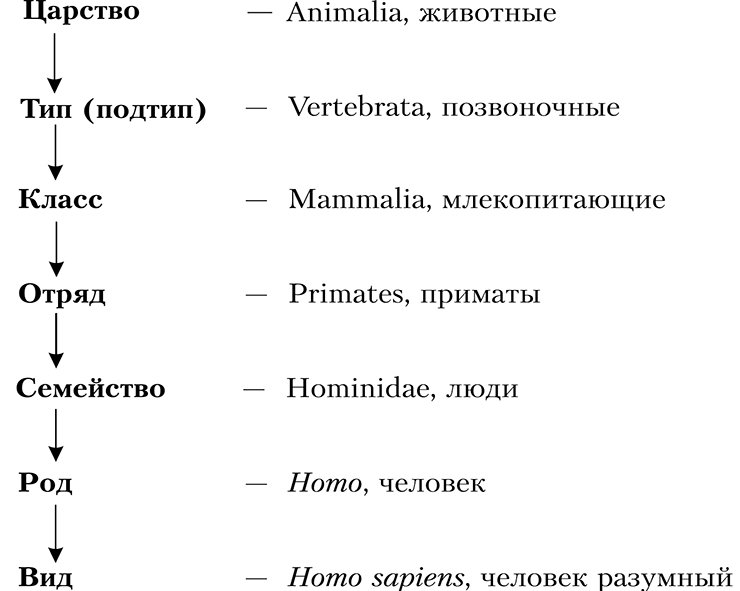 Рис. 10. Таксономические единицы по убывающему рангу и примеры групп организмов из царства животных (Animalia) Рис. 10. Таксономические единицы по убывающему рангу и примеры групп организмов из царства животных (Animalia)