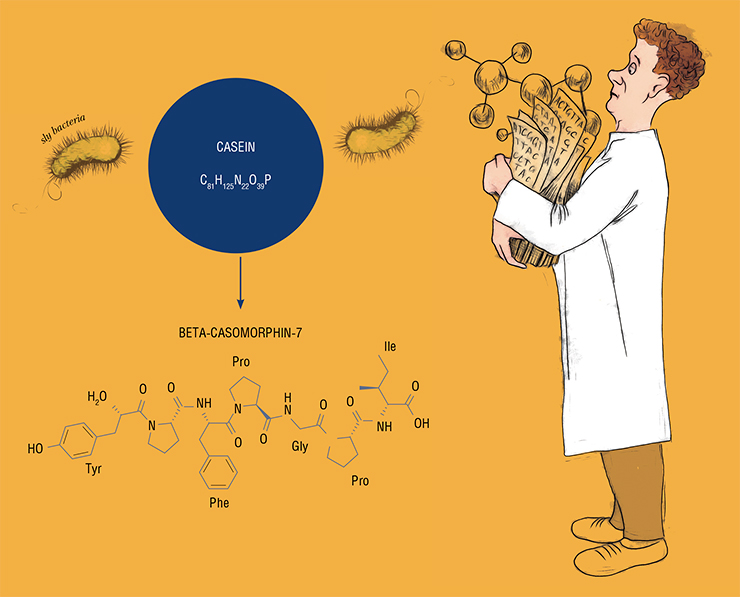 Many foods contain proteins from which, during digestion, exorphins are formed, i. e., short endorphin-like peptide fragments acting as stimulants of opiate receptors. For instance, casein, a milk protein, contains several such fragments (casomorphins, top). It is assumed that eating disorders (bulimia, anorexia) are often associated with an inadequate response of the opiate system to food exorphins Many foods contain proteins from which, during digestion, exorphins are formed, i. e., short endorphin-like peptide fragments acting as stimulants of opiate receptors. For instance, casein, a milk protein, contains several such fragments (casomorphins, top). It is assumed that eating disorders (bulimia, anorexia) are often associated with an inadequate response of the opiate system to food exorphins