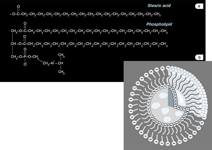 Even ancient primitive cells could possess a genuine membrane envelope. Any molecules carrying charged groups attached to nonpolar structures could form the membrane: a) examples of substances capable of forming membranes; b) the structure of a liposome, a microscopic vesicle whose walls are formed by a bilayer of molecules with their charged groups oriented towards the water phase