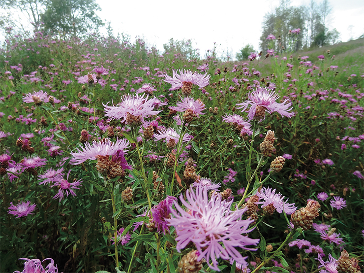 The brown knapweed (Centaurea jacea L.) is originally a Mediterranean species. Nowadays, it occurs in the Caucasus mountains and the Urals, in the Far East and in North America. In his multi-volume work “Flora of Western Siberia”, P. N. Krylov (1927–1949) states that the василек is a “European species, not expanding across the Urals”. Nowadays, this is a transformer species of meadows and resting fields. Photo: E. Yu. Zykova