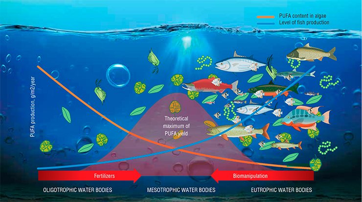 The yield of polyunsaturated fatty acids produced in a water body depends on its trophic status. In the rich (eutrophic) water bodies, algae and cyanobacteria grow in multitude, so do fish. However, their PUFA content is rather low. An opposite situation is observed in nutritionally poor (oligotrophic) water bodies. The optimum is an intermediate variant – mesotrophic water bodies. Theoretically, oligotrophic and eutrophic water bodies can be transformed into mesotrophic via a set of manipulations